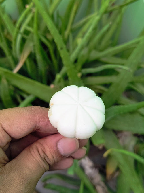 Carved Bone Knob Handmade | Round Bone Drawer Pull for Cabinets, Dressers & Kitchen | Boho Style Furniture Hardware Décor